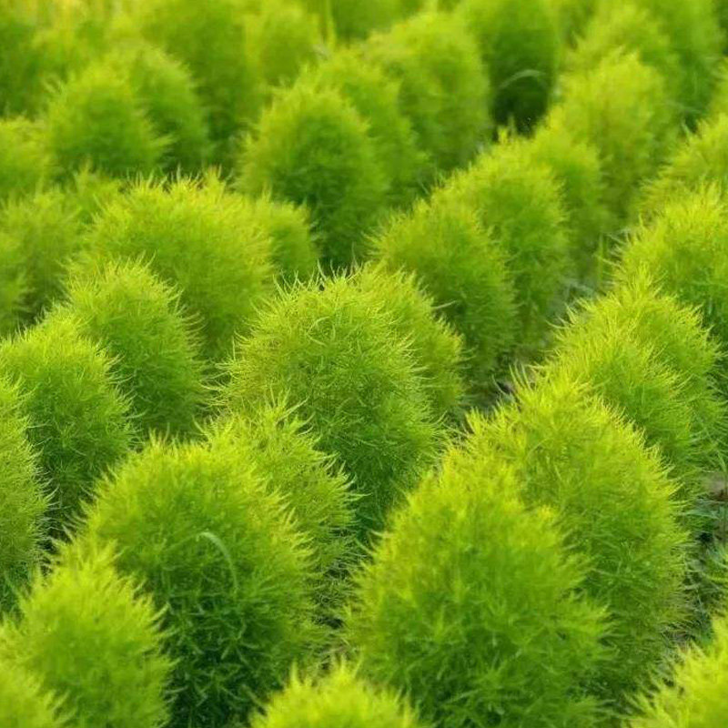 地肤种子地麦扫帚花草四季可播阳台盆栽花卉家庭园艺种子