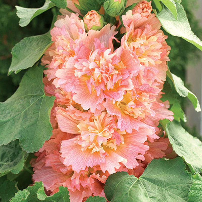 进口重瓣矮蜀种子春季宿根多年生花园盆栽四季家庭园艺种子