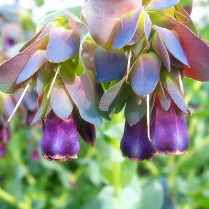 琉璃草种子 蓝腊花 春播花种子 紫花室内阳台盆栽易种 植物花籽
