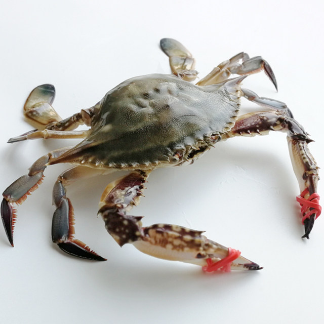梭子蟹鲜活海飞蟹飞蟹新鲜海蟹渤海海鲜母蟹约4 5两 只渔夫老六 - 痕