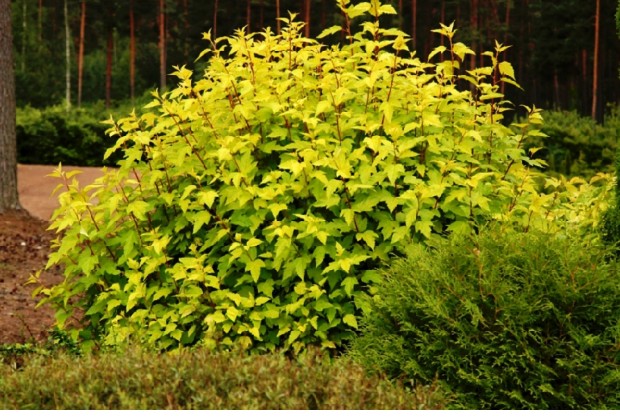 紫叶耐热耐寒灌木调色花园植物叶植物花彩叶开绿植