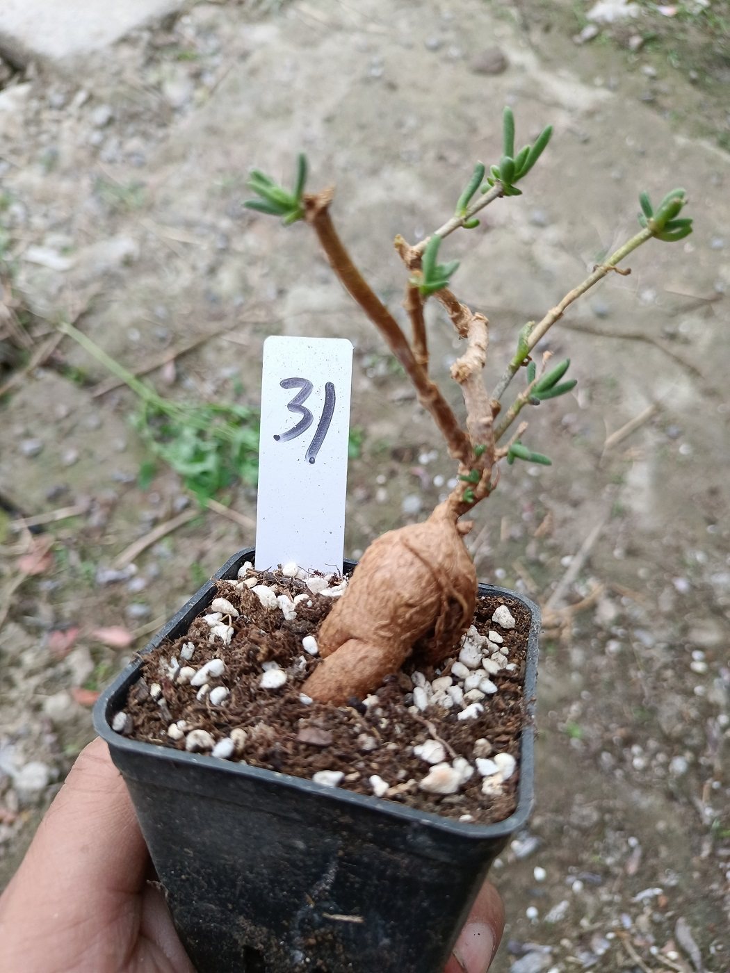 冰花年老一物一拍块根番杏米白白色大棚直供多肉植物