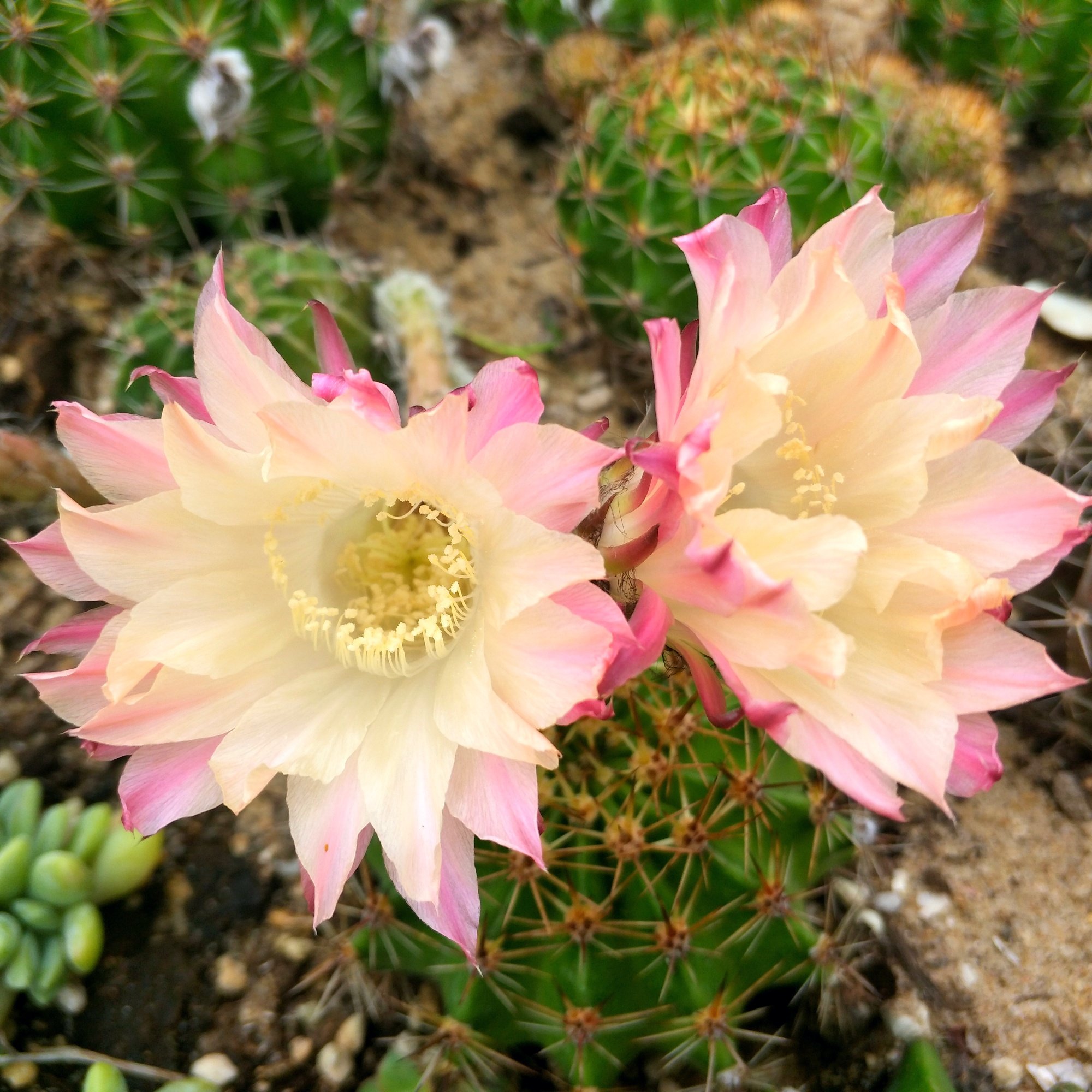 彩草仙人球 席克氏 母本上直接下球 全店满28 包邮 - 爱购网