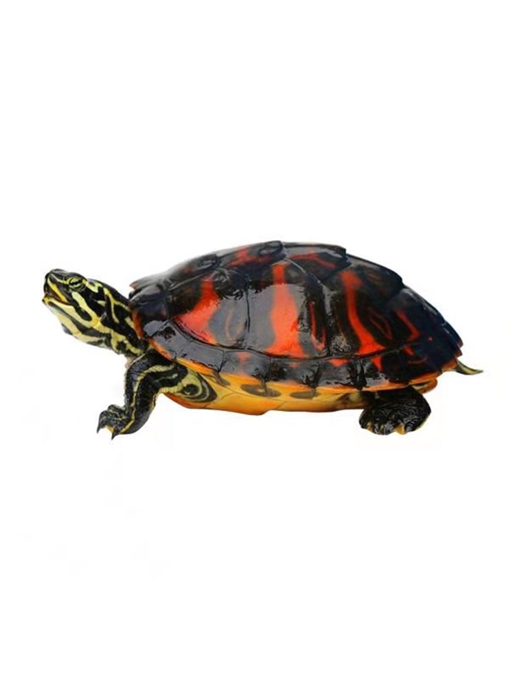 火焰彩色乌龟其他草龟干巴龟苗精品龟肉龟宽龟