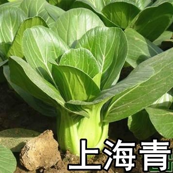 四季杂交蔬菜种子四月慢籽梗菜五月苏州耐热家庭园艺种子