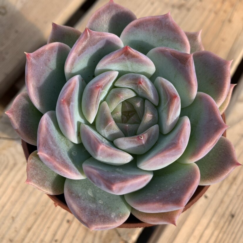 多肉冰魄琥珀植物一物一拍实拍多肉植物