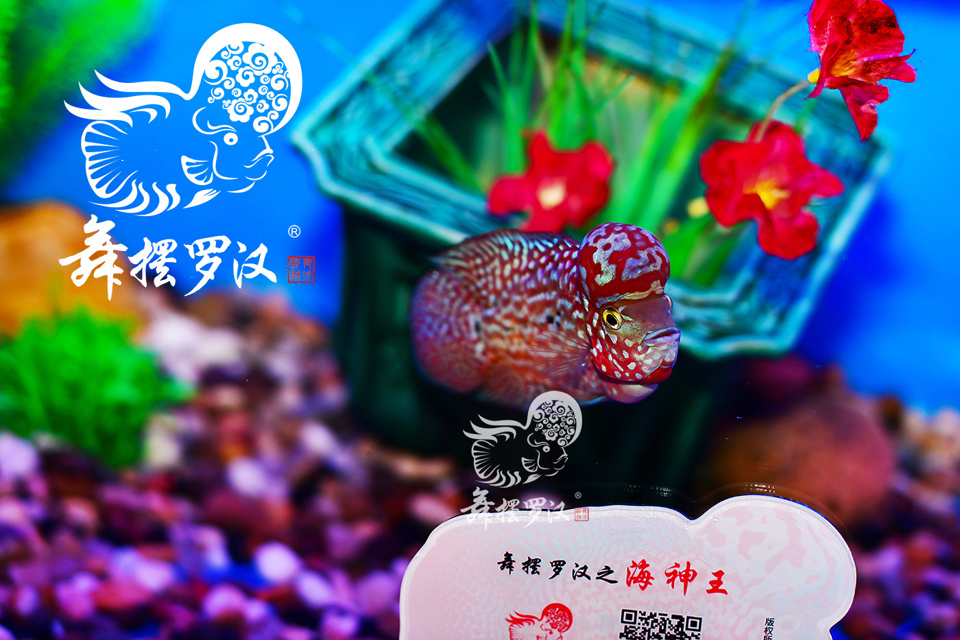 已售舞摆罗汉鱼活体鸿运当头德萨斯金马红马金花2144鱼