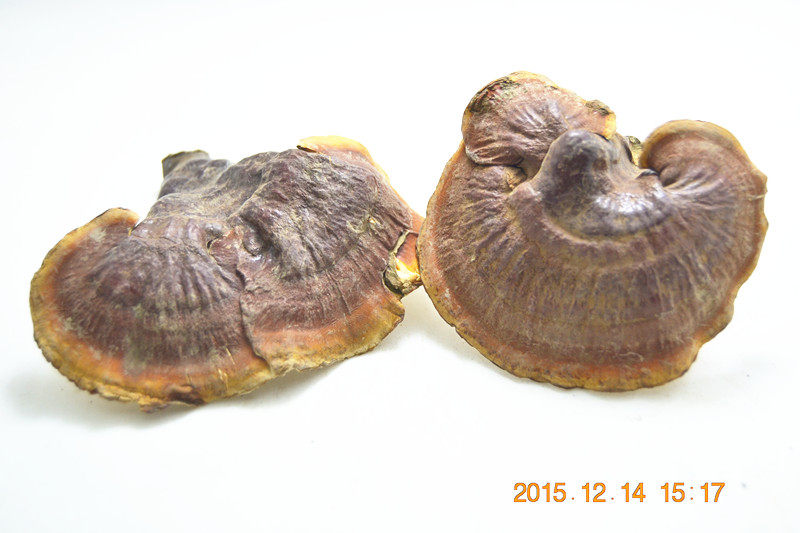 灵芝干货整朵西藏正品白心250克178元包邮整枝灵芝