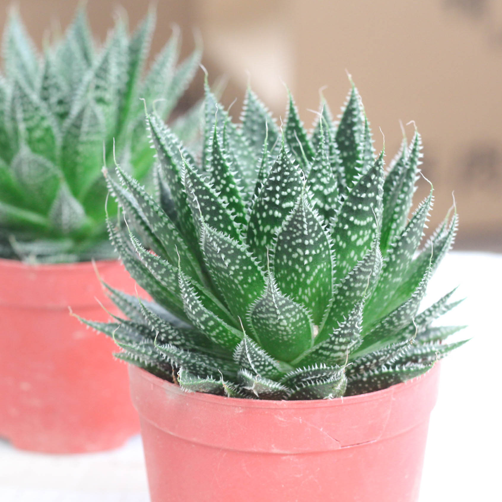 芦荟波露多肉植物大棵雪花防辐射净化空气绿植不夜城多肉植物