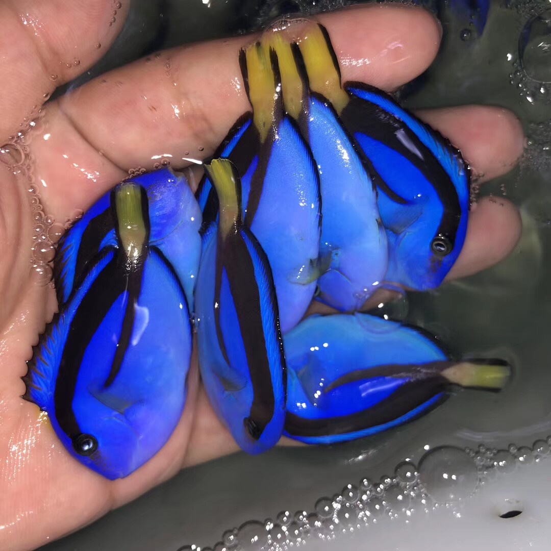 印尼尼蓝野生人工多利珊瑚鱼多莉海水鱼海生物鱼