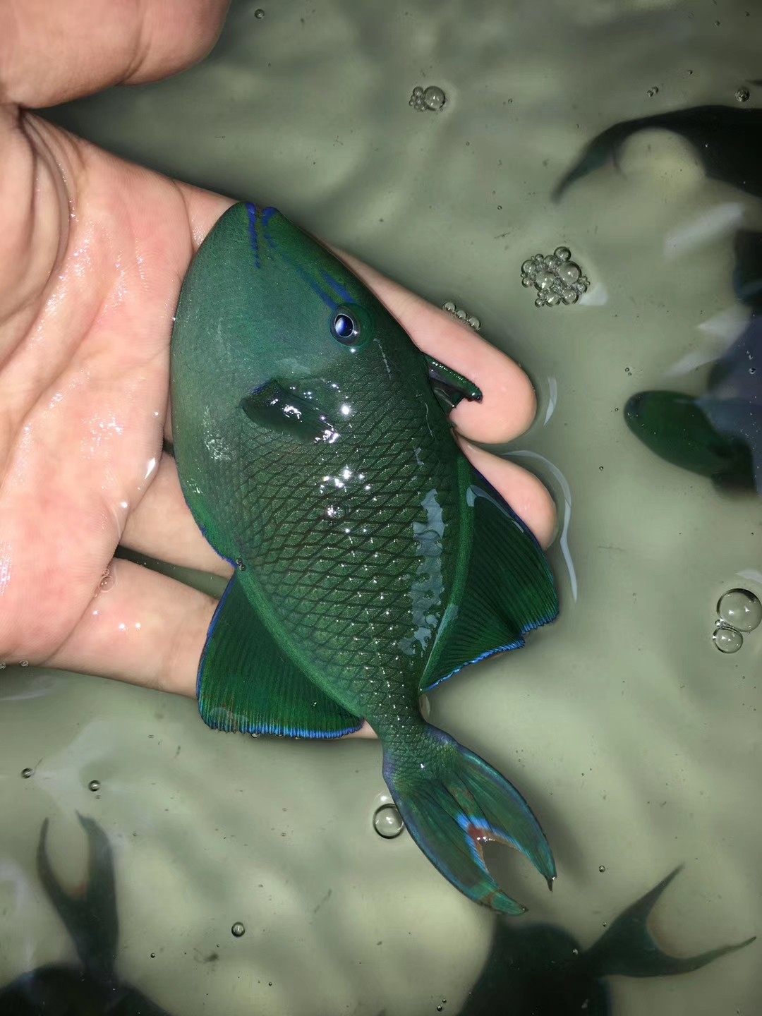 炮弹深圳观赏鱼魔鬼活体广州海水鱼水水族箱咸水鱼