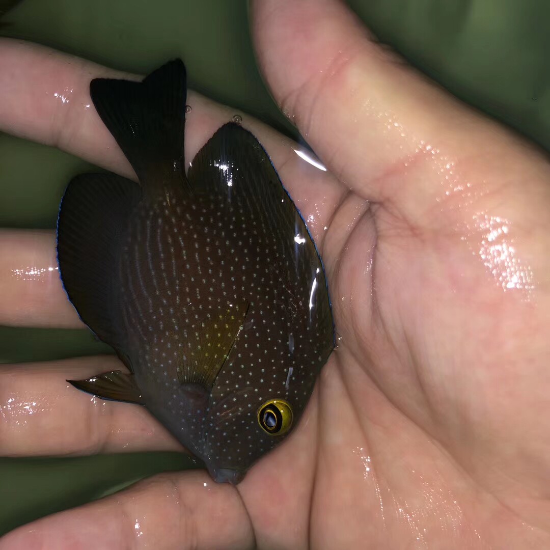 东非金眼吊活体珊瑚鱼广州海水深圳观赏鱼海洋宠物鱼