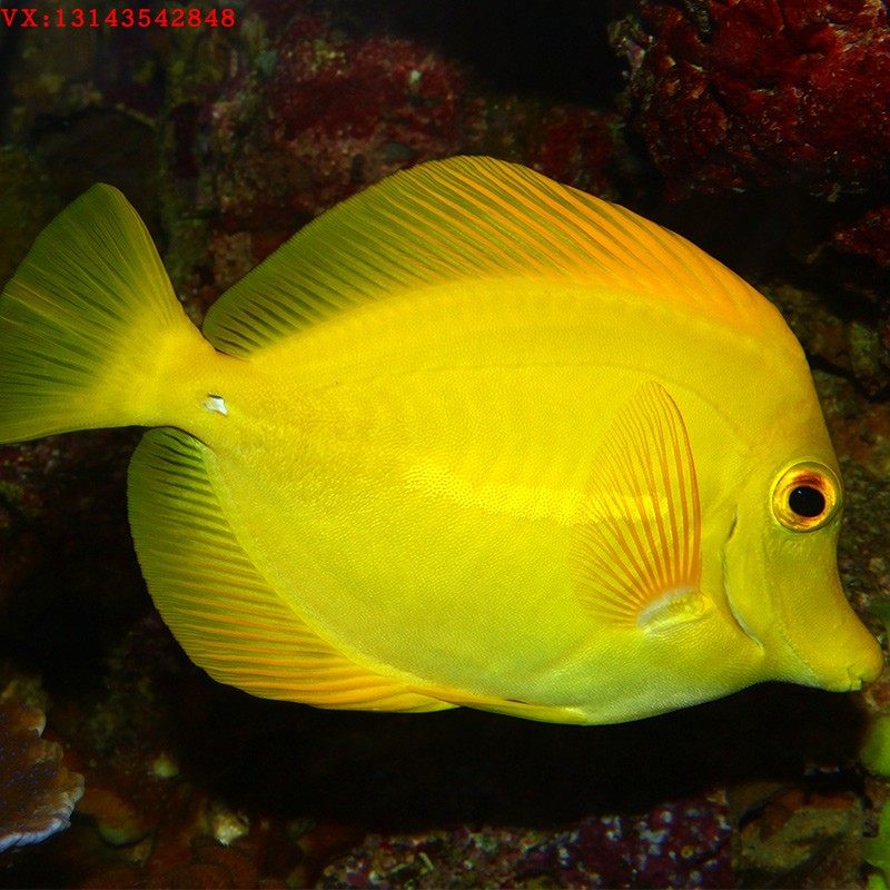 活体海水美国夏威夷黄金吊黄三角倒吊观赏鱼全国鱼