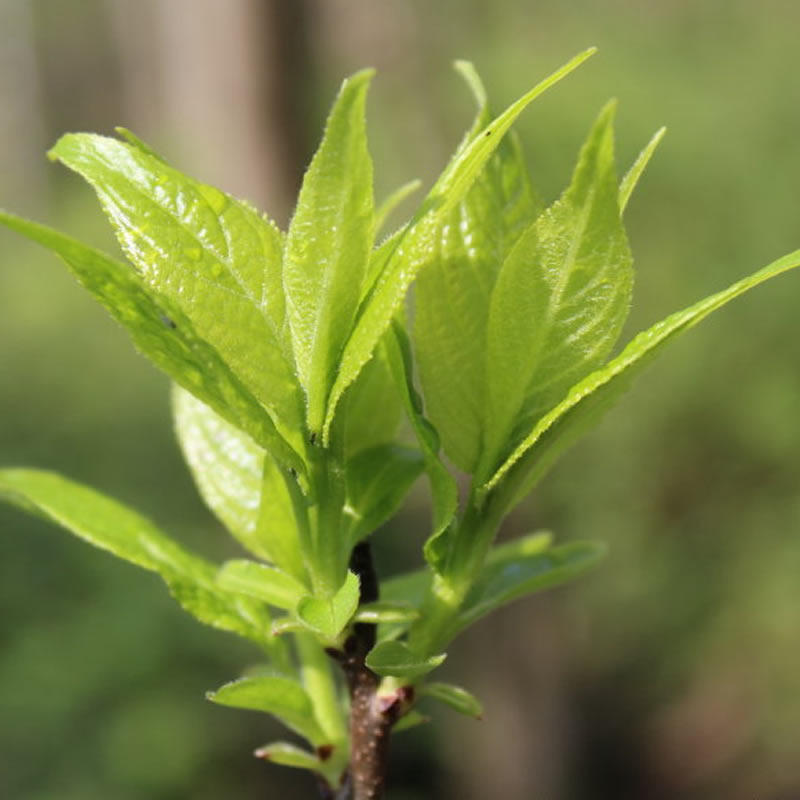 杜仲1发5盒张家界野生嫩芽正品特级春芽叶非养生茶