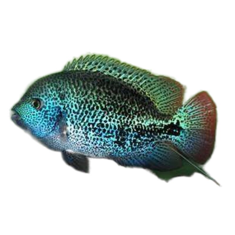 观赏鱼小鱼活体天网火口大鱼鱼苗超大凶猛活物鱼