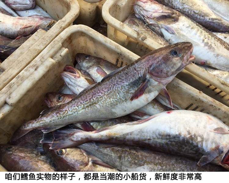新鲜单条一斤鳕鱼4斤捕鱼野生海太鱼大头三斤鳕鱼