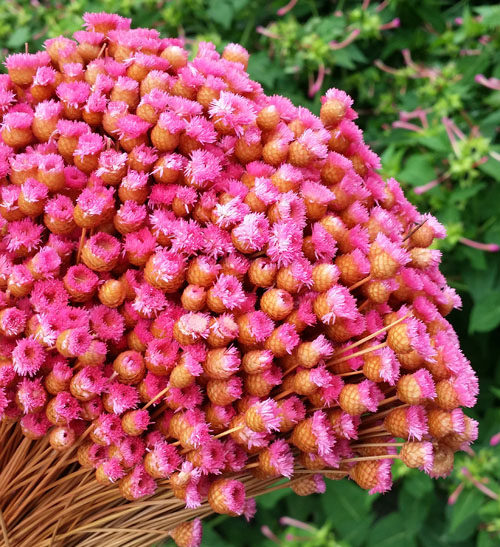 进口巴西迷你快乐花思绪植物手工diy材料家居装饰干花