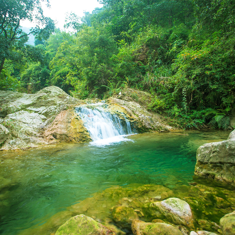 佛山南海湾森林生态园图片