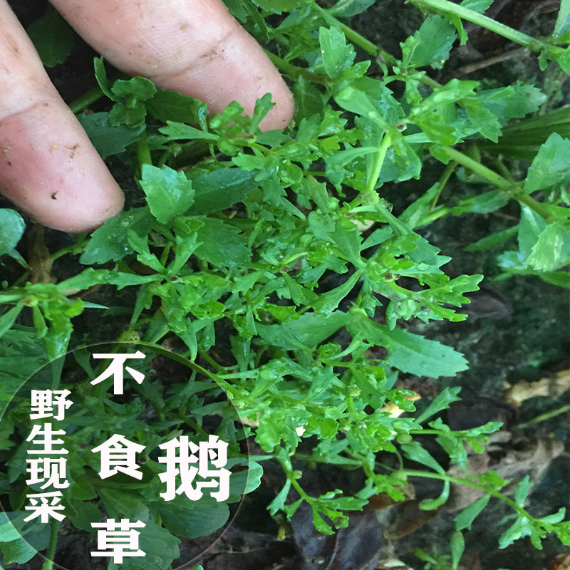 新鲜1份邮发包邮发过滤现采送喷瓶鹅仔猪屎食草其他药食同源食品