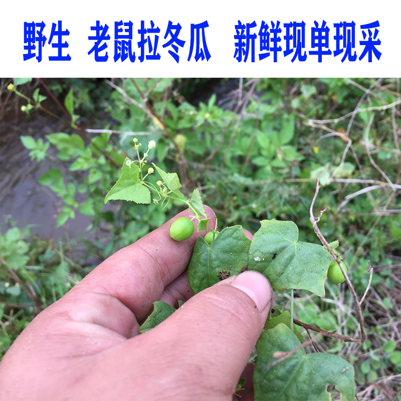 新鲜现采 老鼠拉冬瓜 马交儿 马儿 土花粉土白蔹藤叶500g包邮 - 一片