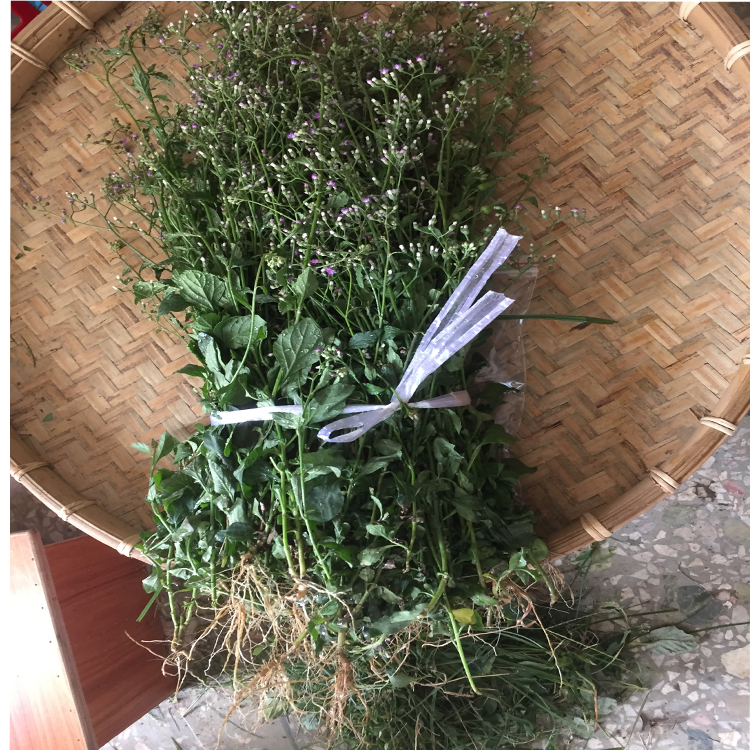 夜香中草药材消山虎寄色搜山中药材干货香草牛粉其他药食同源食品