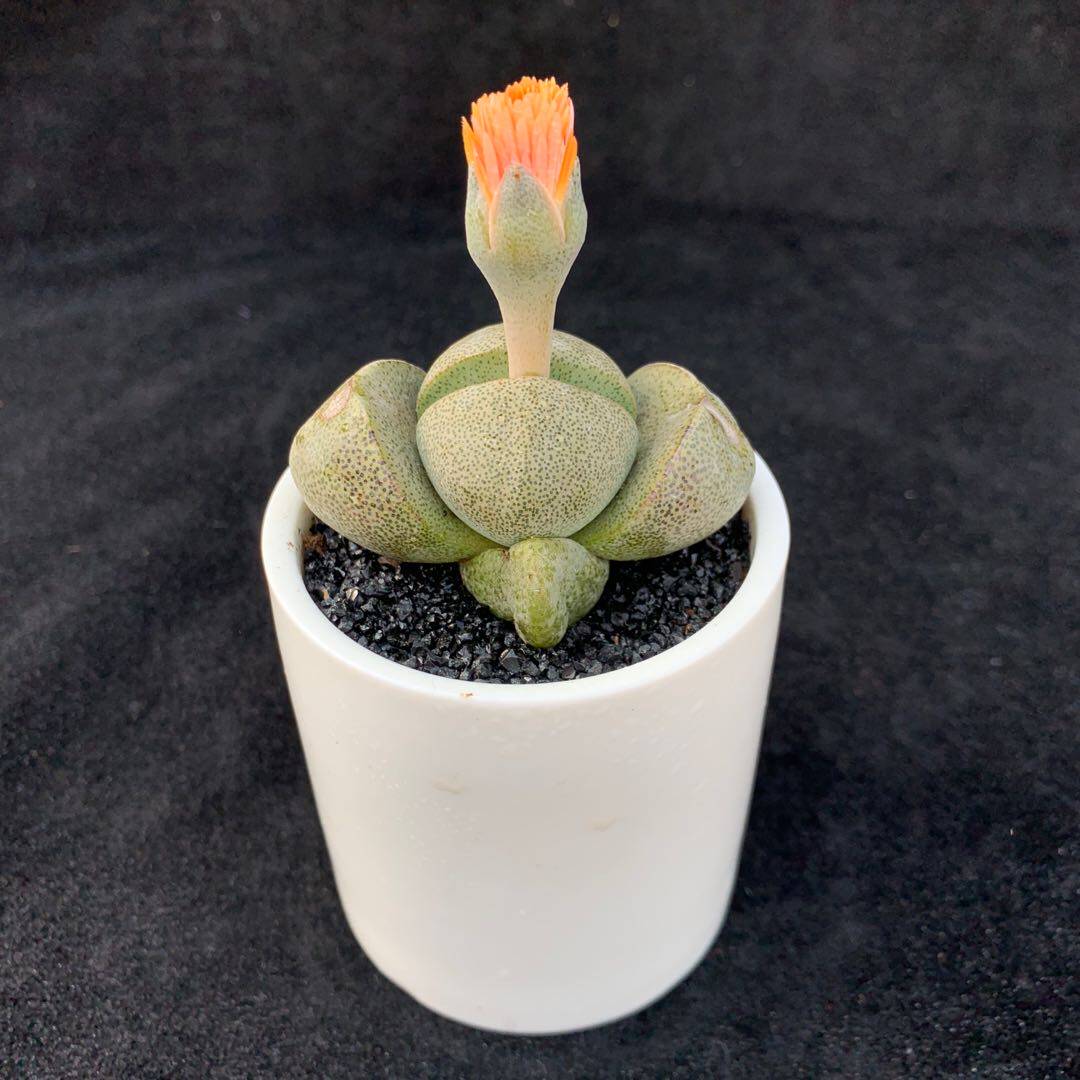 多肉植物帝玉四季开花花苞新手好养室内花卉多肉植物