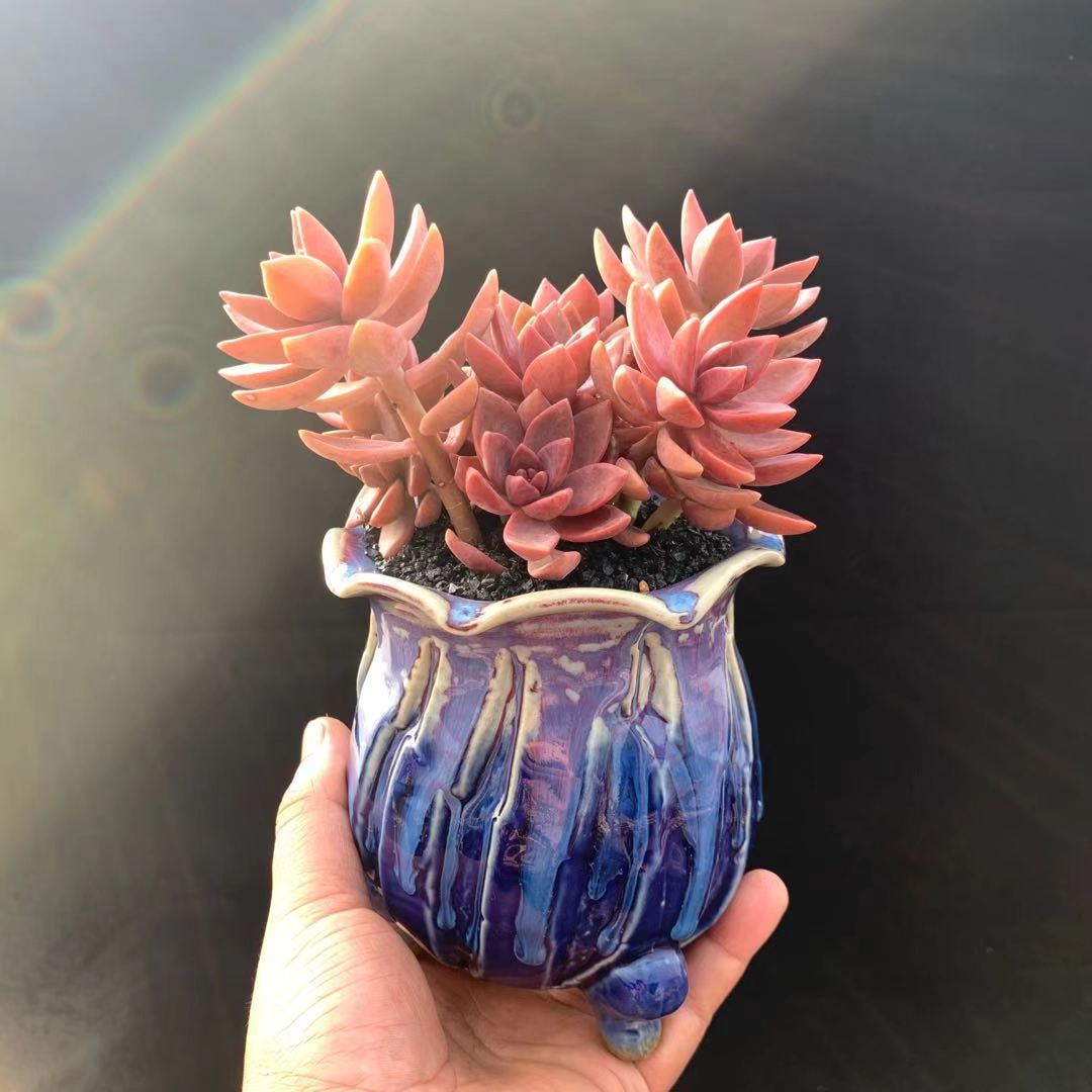 花魁多肉植物果冻布丁紫红色老桩萌肉盆栽阳台多肉植物