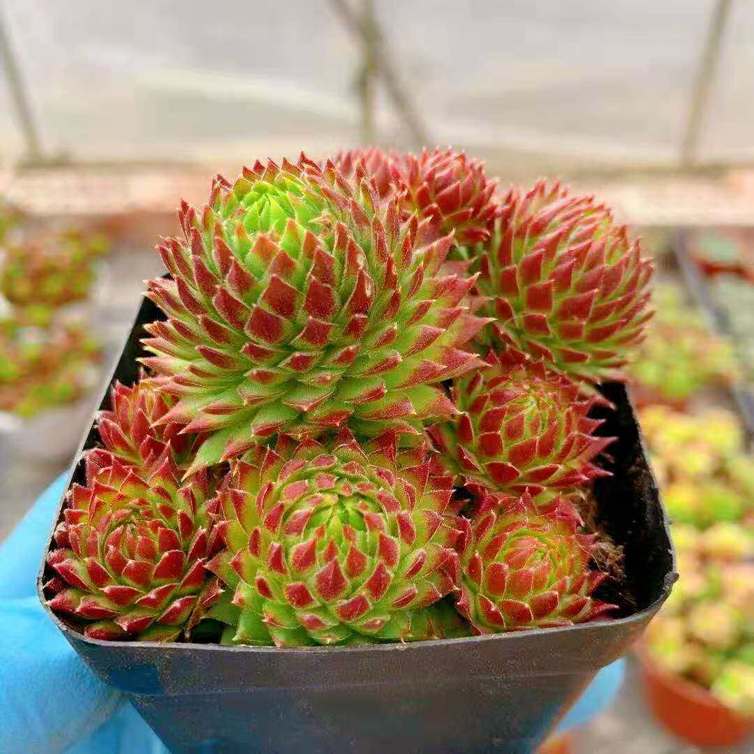 花魁多肉植物长生复活节彩蛋整装多头易爆盆肉多肉植物