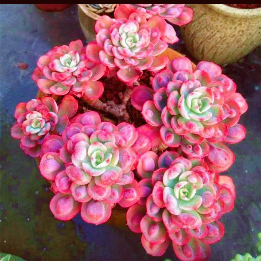 多肉植物雨滴养老新手好养肉肉室内盆栽花卉多肉植物