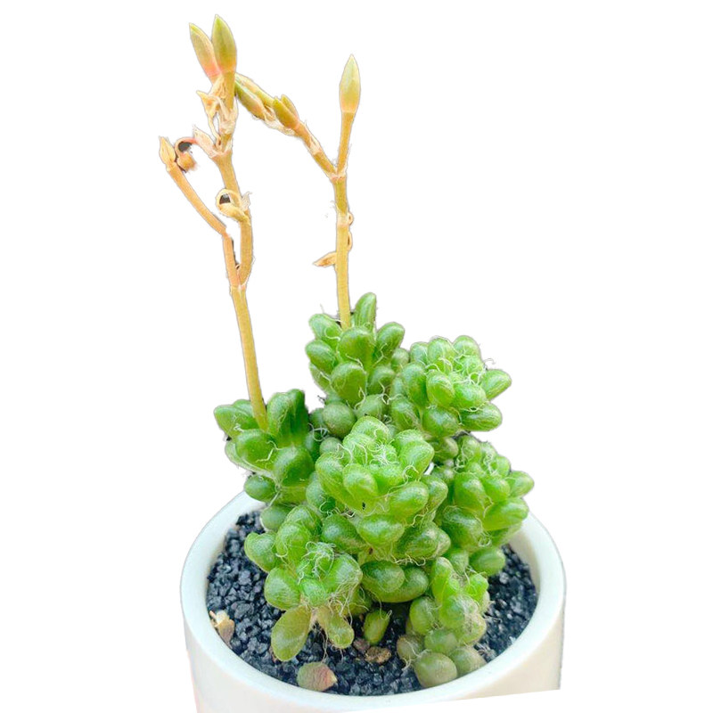 开花多肉植物茶笠多头头带花苞稀有品种室内多肉植物