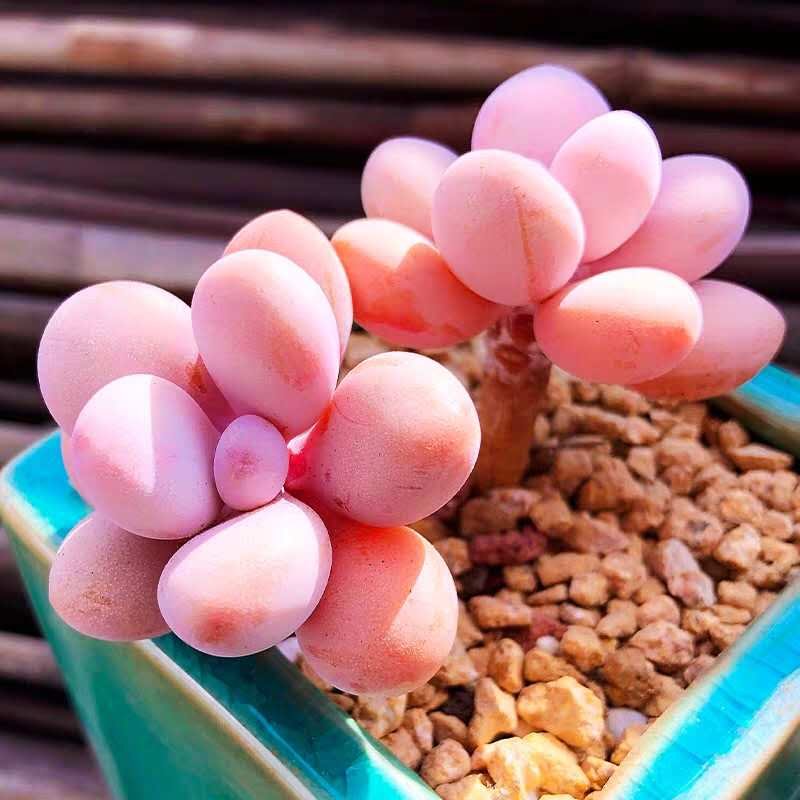 多肉植物桃之粉色饱满叶片进口肉肉盆栽防辐射多肉植物