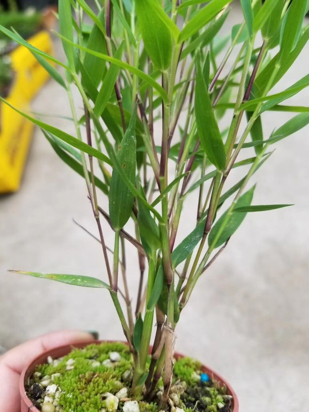 进口山野草品种澳洲风竹盆景办公室案头绿植绿植