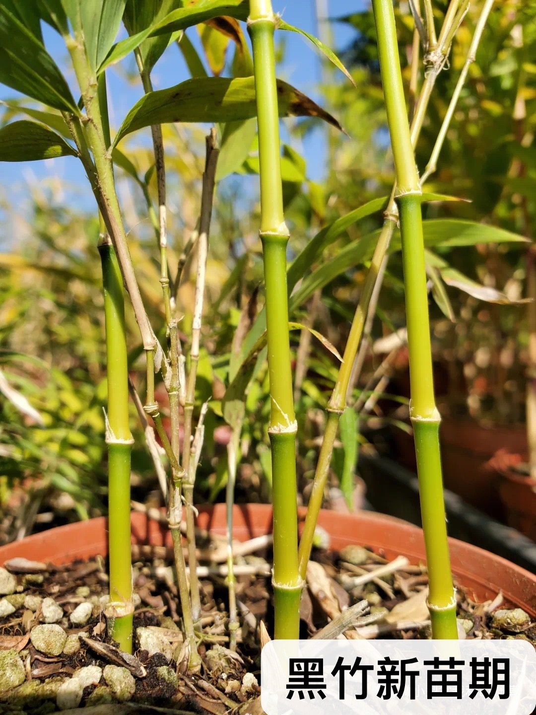 竹紫寒竹日本进口黑色竹杆室内阳台桌面绿植绿植