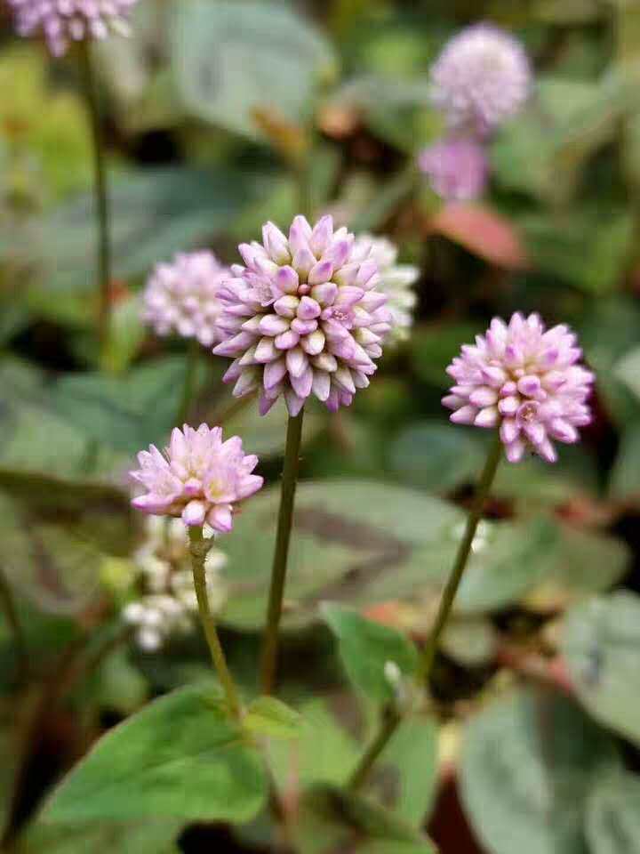姬犬蓼山野草园艺品种山野气息迷你绿植姫蔓绿植