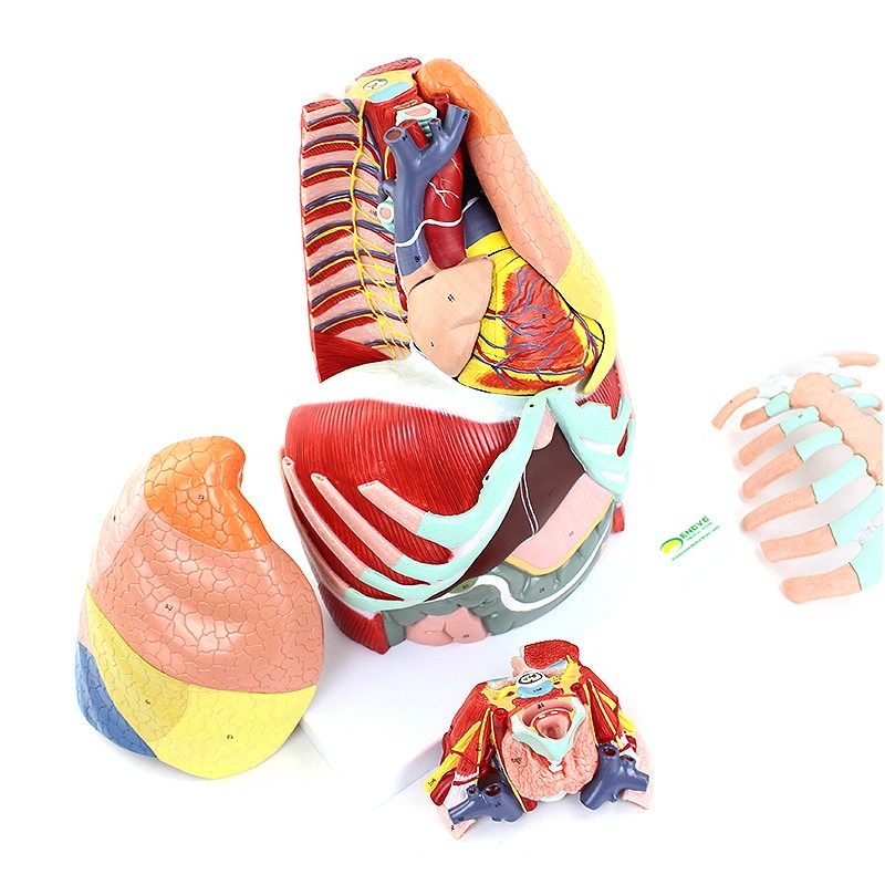 解剖enovo医学学用人体胸腔模型肺解部心脏胸部其他模型玩具