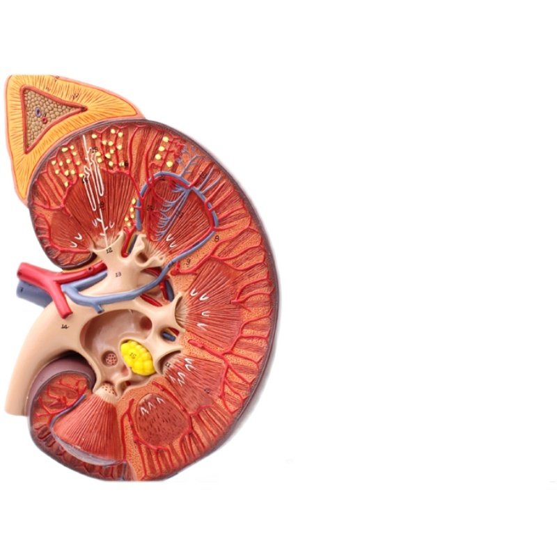 模型enovo颐诺医学人体肾脏肾上腺器官解剖泌尿其他模型玩具
