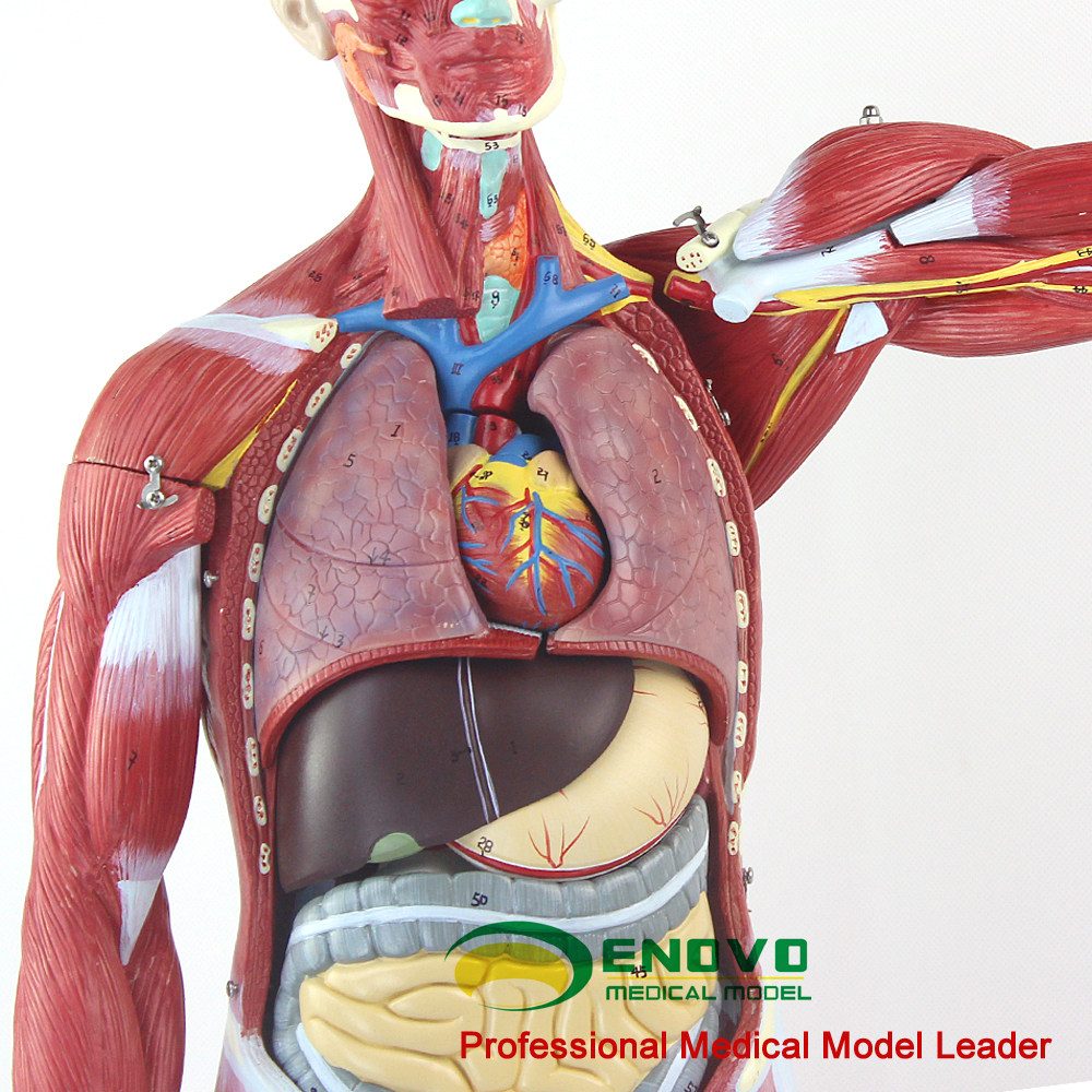 模型人体肌肉enovo颐诺全身内脏器官解剖教学仪器