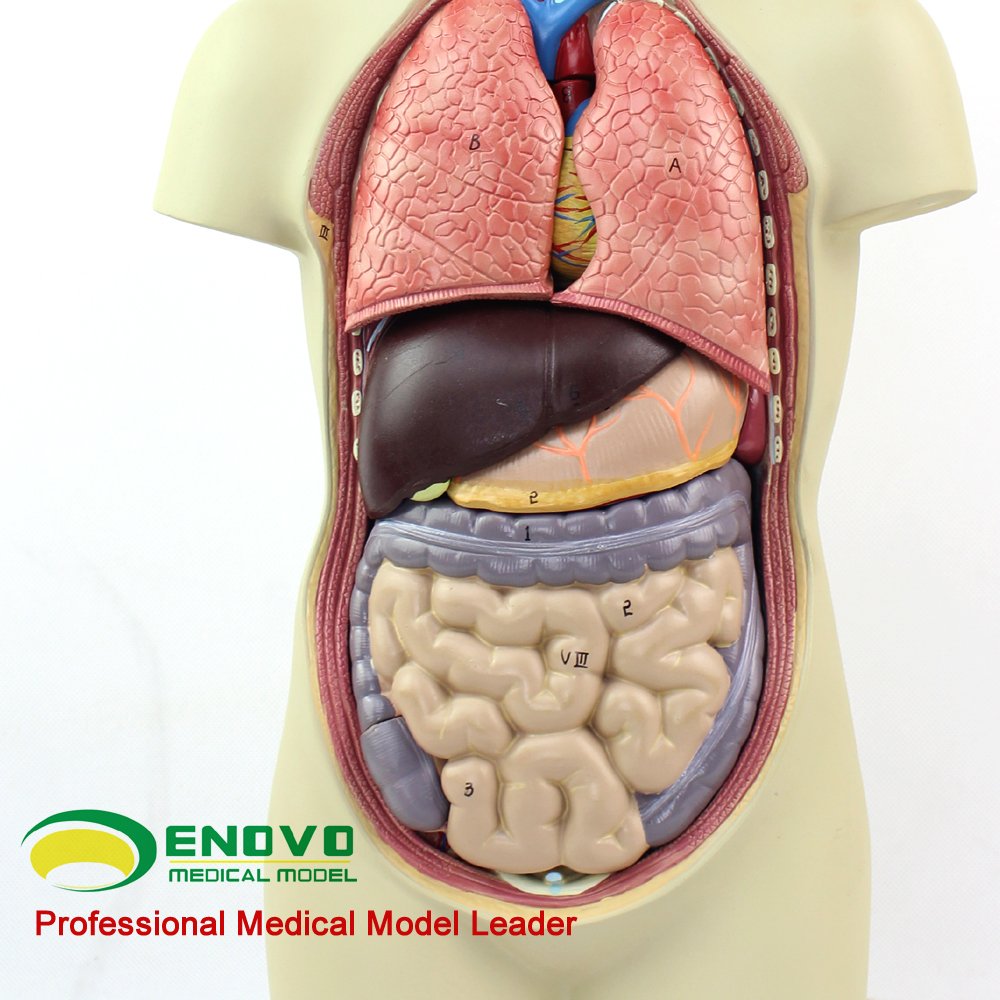 医学人体模型器官图片