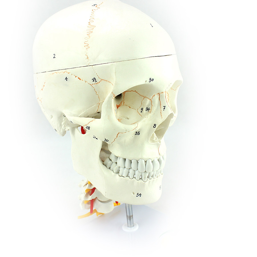 模型enovo颐诺医学人体头颅颅骨大脑头骨颅脑其他模型玩具