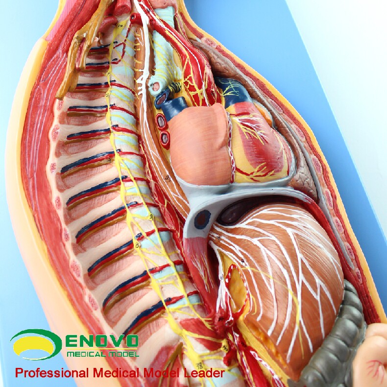 神经系统enovo颐诺人体医学交感模型自主植物性神经其他模型玩具