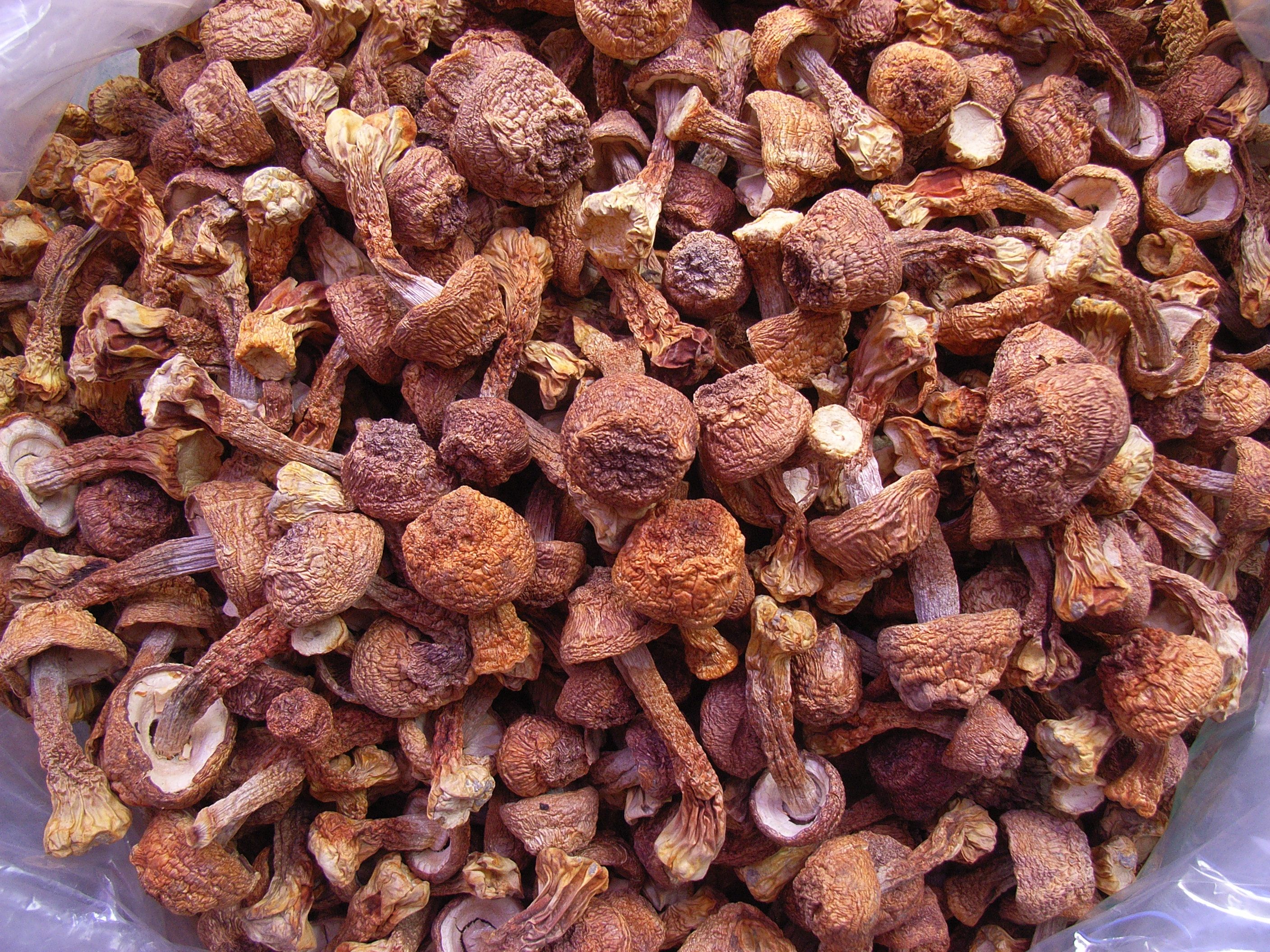 姬松茸菇150克巴西蘑菇福建武夷山邵武特产干货姬松茸