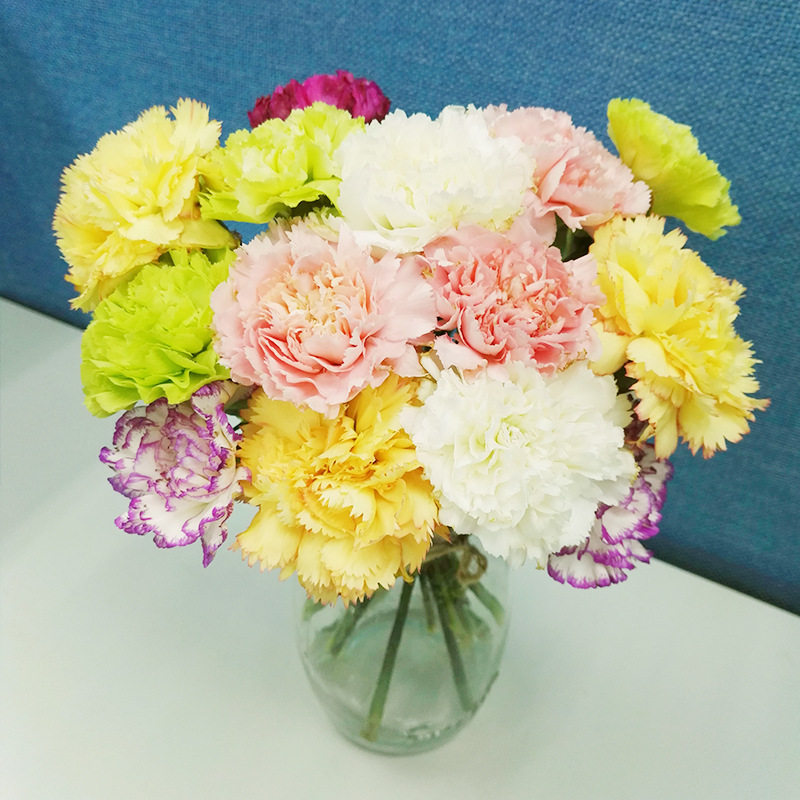 单头吸马卡龙网红糖果色康乃馨多色混色佳人母亲节鲜花鲜花速递(同城)