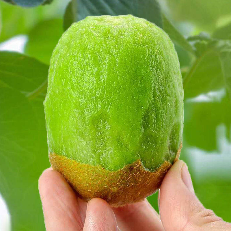 湘西凤凰绿心猕猴桃10斤大果孕妇宝宝新鲜水果正宗奇异果