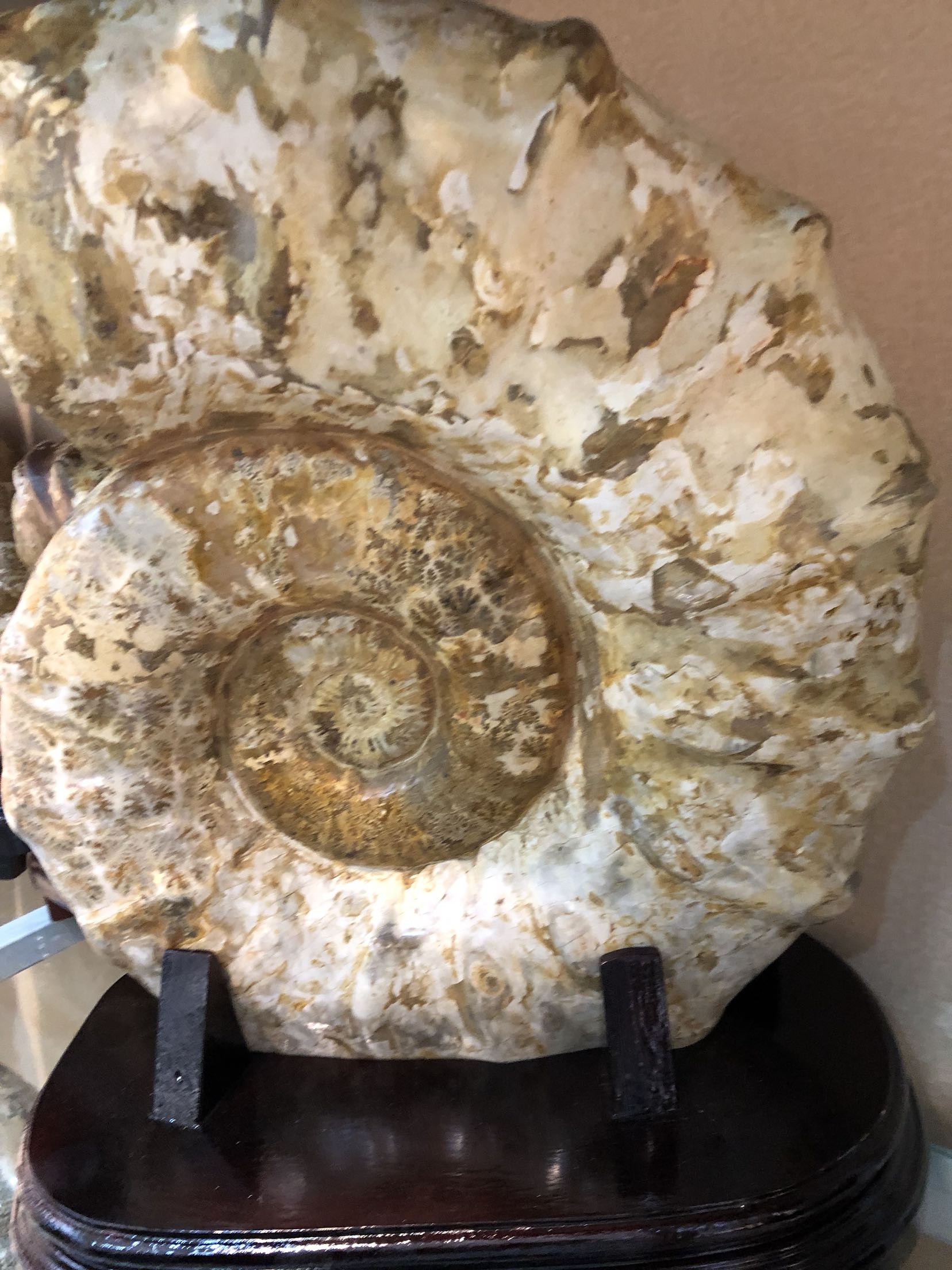 古生物化石摆件马岛菊石螺大白皮加座50cm278公斤摆件