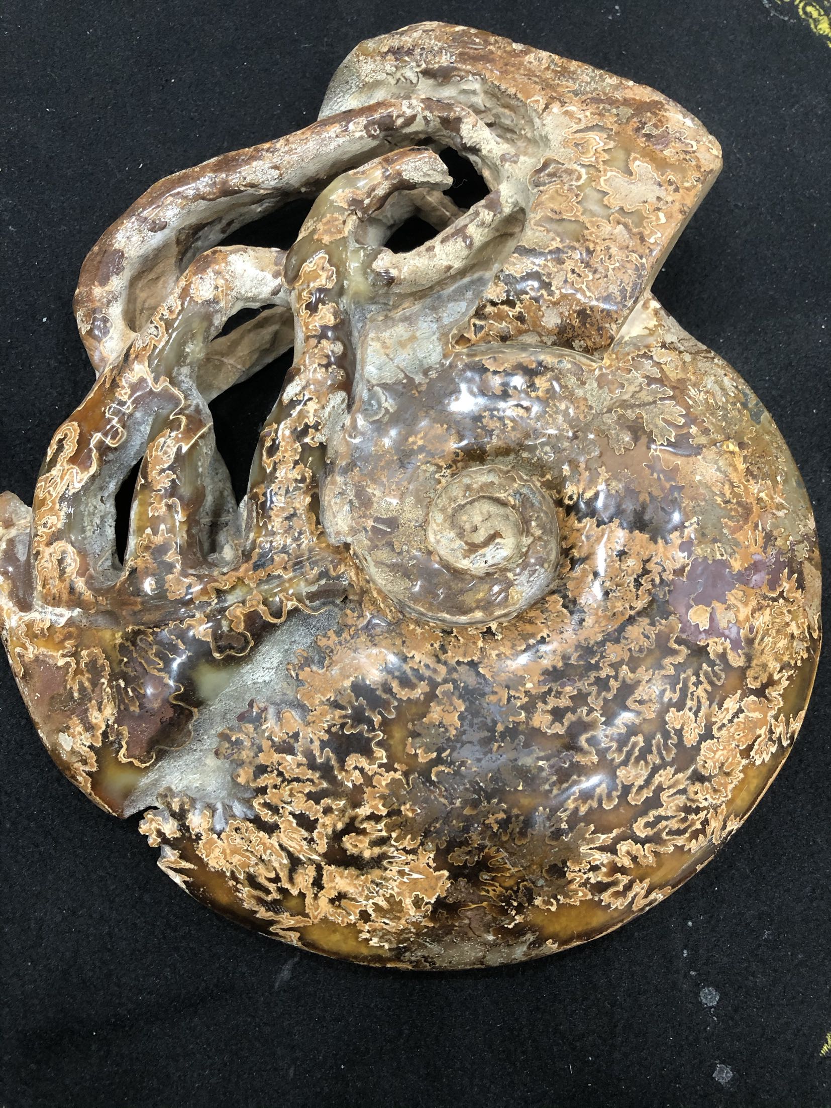 天然古生物化石摆件菊石标本马岛触角收藏23厘米摆件