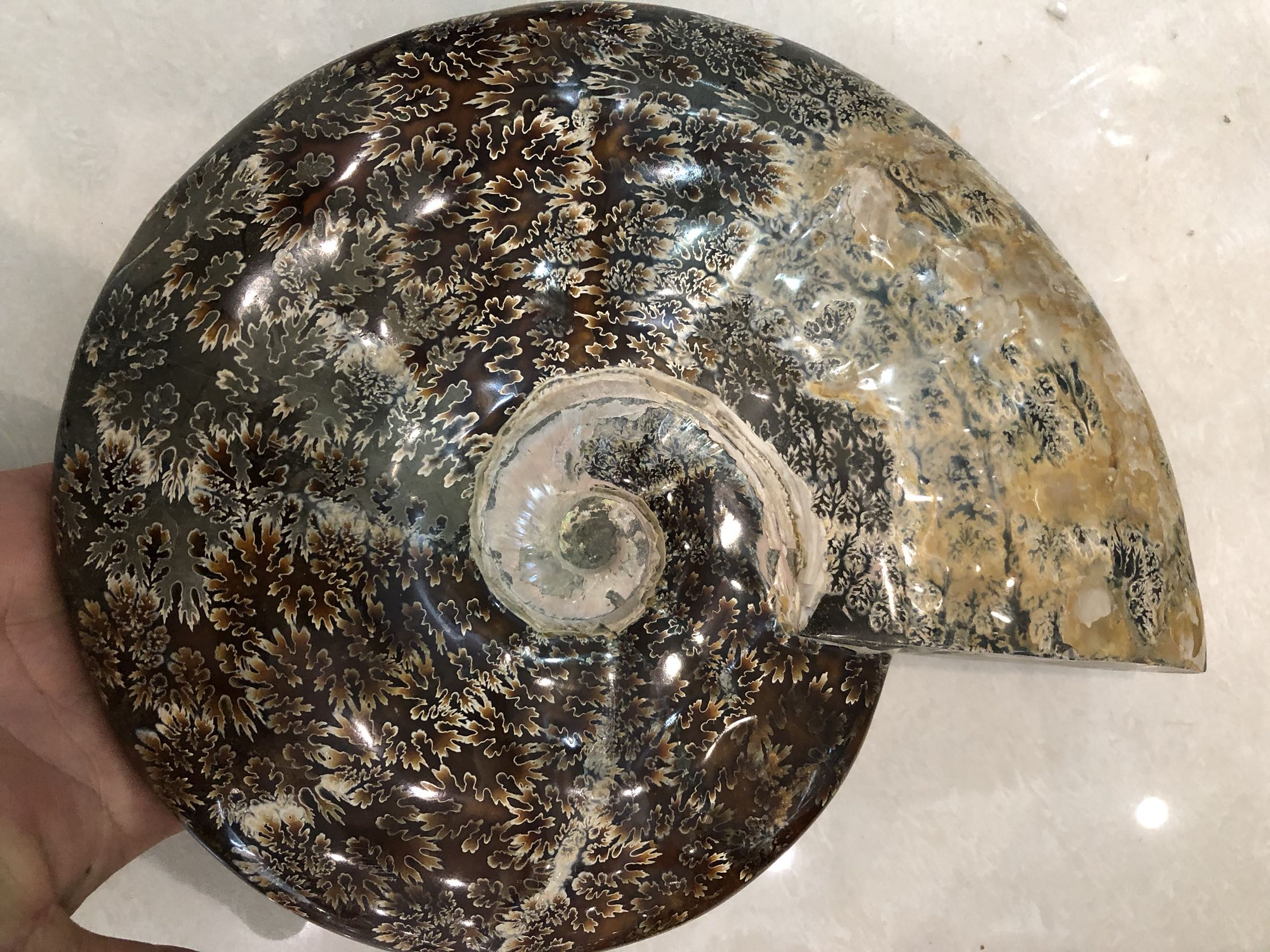 加座古生物化石精品菊石摆件白垩纪玉化40cm45公斤摆件