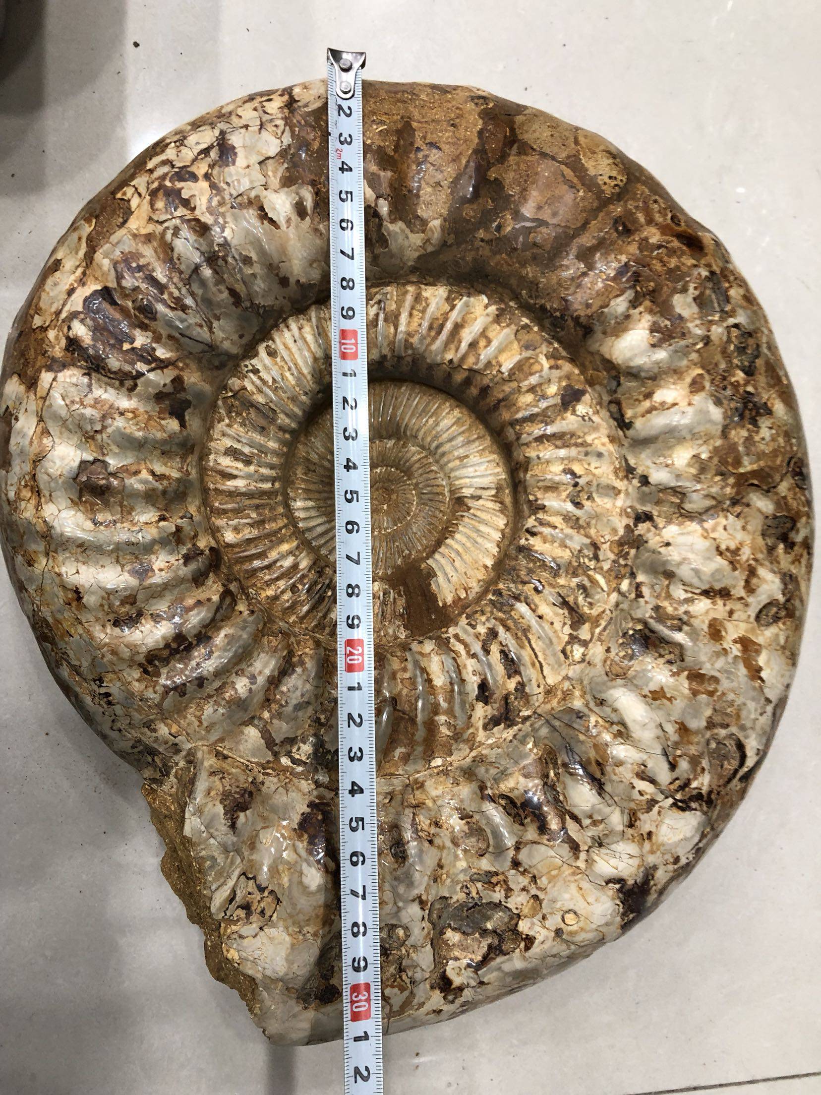 化石保真贝壳收藏天然菊石发财羊角摆件神风摆件