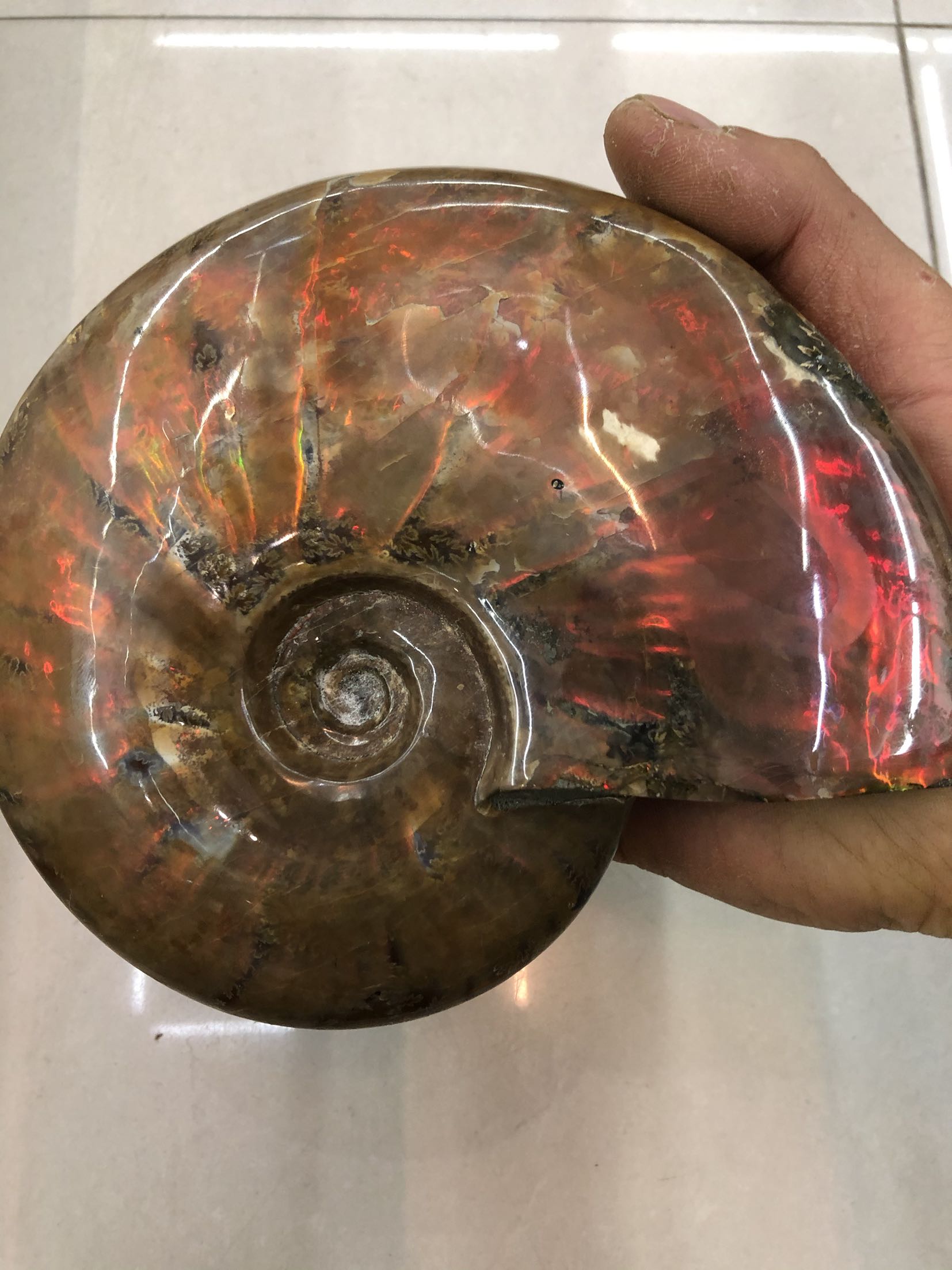 化石斑彩彩螺摆件古生物天然精品炫彩2斤摆件