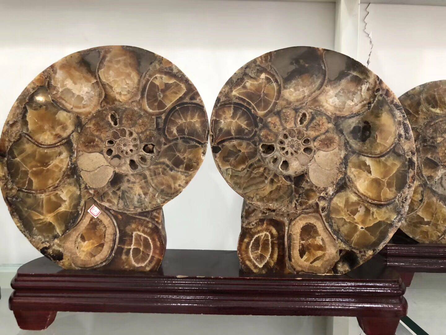 化石玉化古生物马岛发财开片摆件28x46cm10公斤摆件