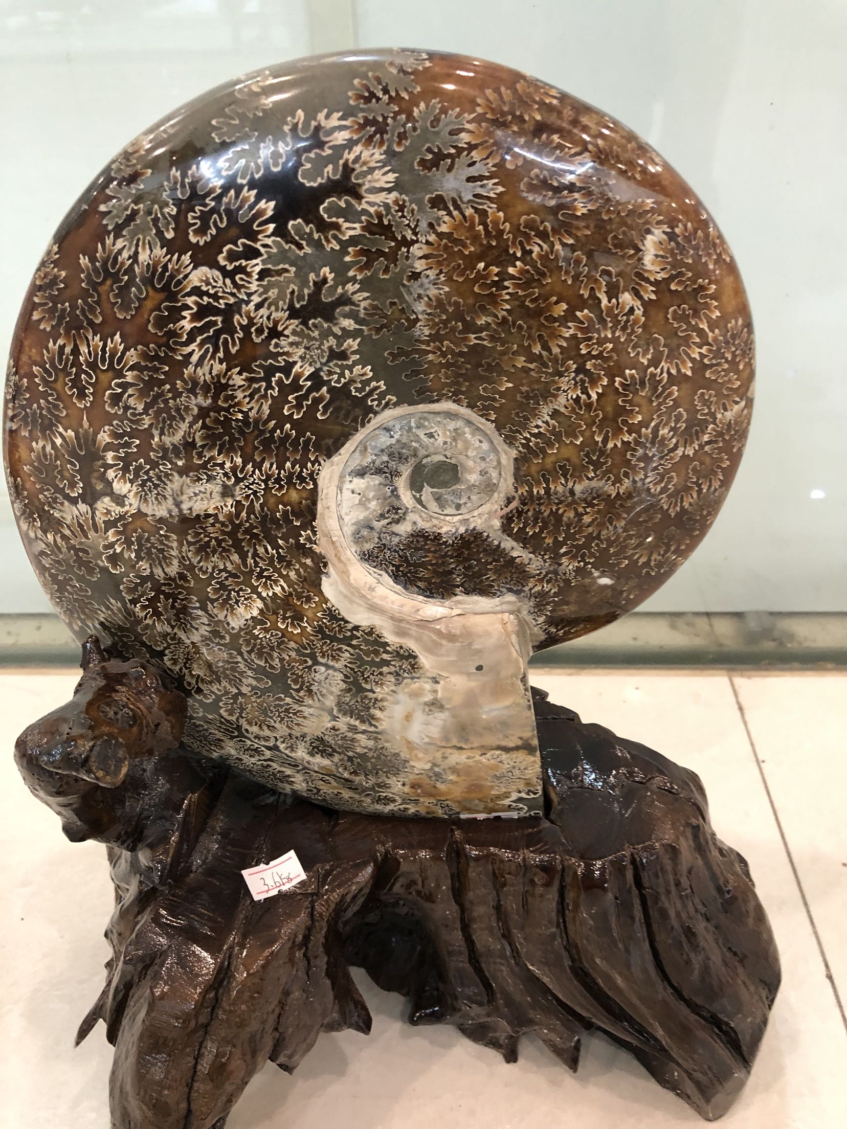 加座古生物化石精品菊石摆件白垩纪玉化40cm45公斤摆件